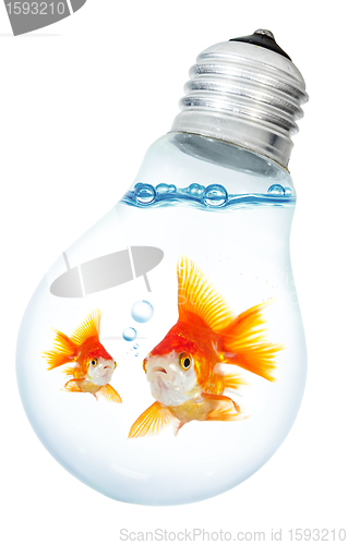 Image of Gold small fish in light bulb on a white background