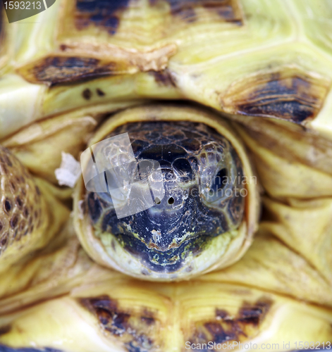 Image of Photo of a turtle close up