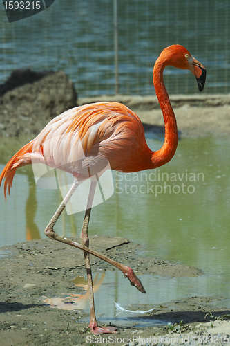 Image of Flamingo