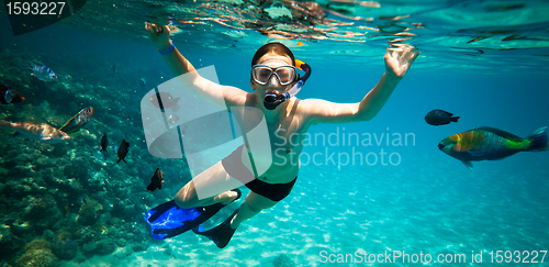 Image of Snorkeler. Red sea