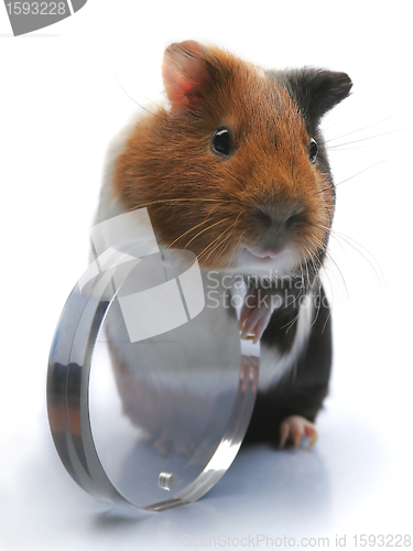 Image of guinea-pig