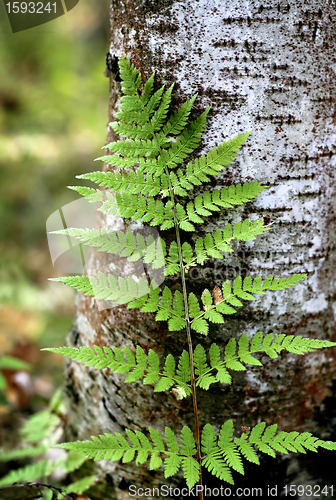 Image of branch of the fern