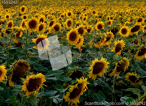 Image of Sunflower 