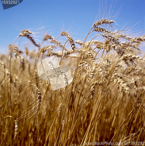 Image of Wheat field