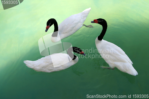 Image of swans 