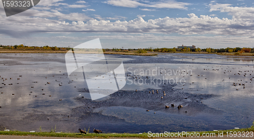 Image of The pond