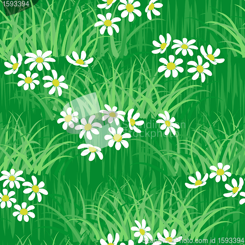 Image of Camomile field seamless background
