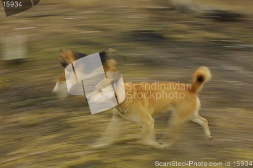 Image of Running dogs