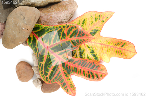Image of stones with color leaf