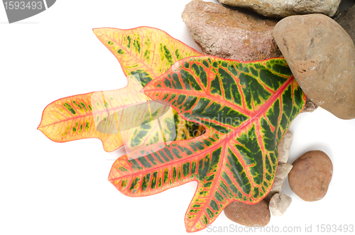 Image of stones with color leaf