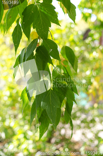 Image of Green leaves