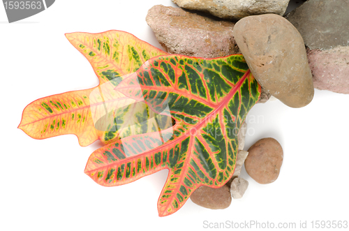 Image of stones with color leaf