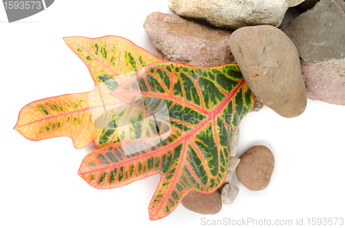 Image of stones with color leaf