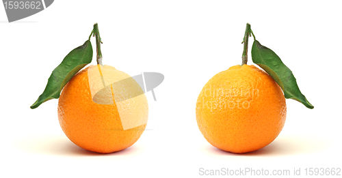 Image of clementines