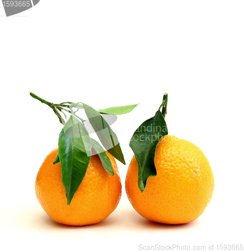 Image of clementines