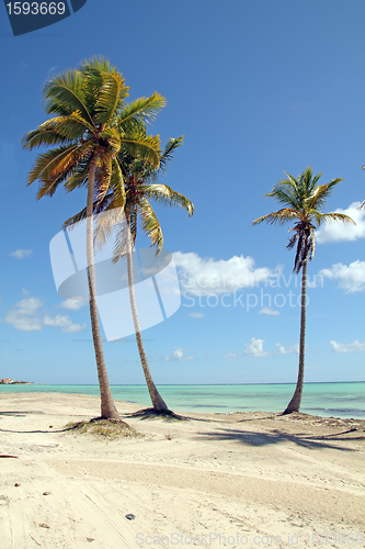 Image of tropical beach