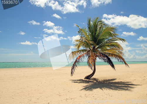 Image of palm tree