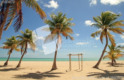 Image of coconut trees beach