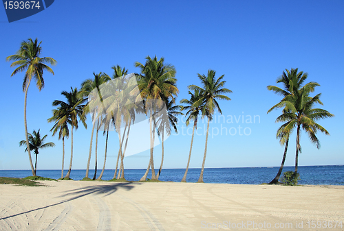 Image of palm trees