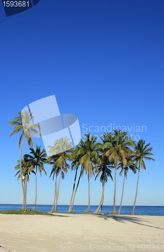 Image of palm trees