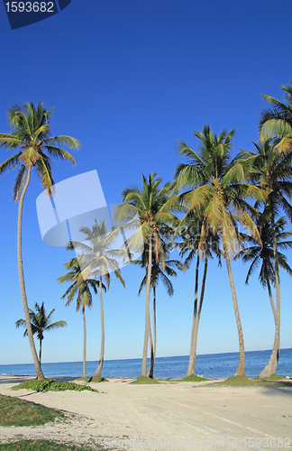 Image of palm trees