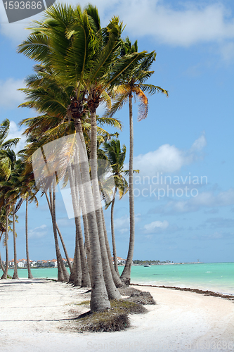 Image of coconut trees