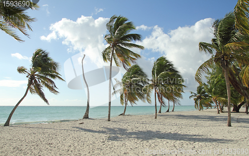 Image of coconut beach