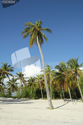 Image of tropical beach