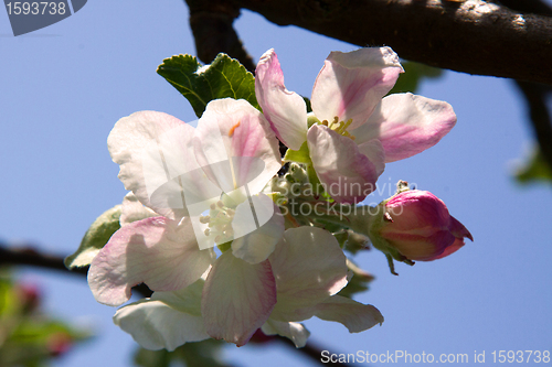 Image of Apple Blossom