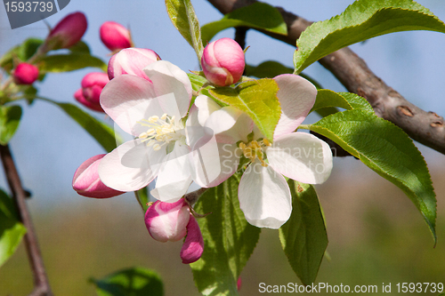 Image of Apple Blossom