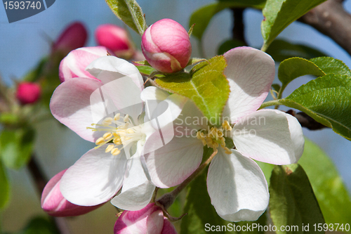 Image of Apple Blossom