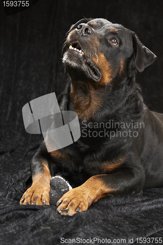 Image of Pure bred rottweiler