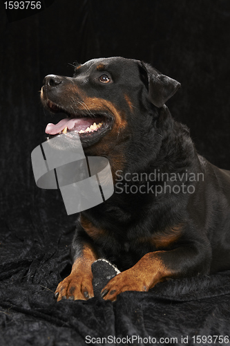 Image of Pure bred rottweiler