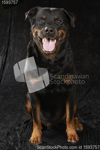 Image of Pure bred rottweiler