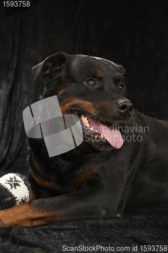 Image of Pure bred rottweiler