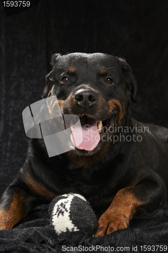 Image of Pure bred rottweiler
