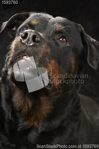 Image of Pure bred rottweiler