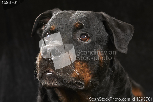 Image of Pure bred rottweiler