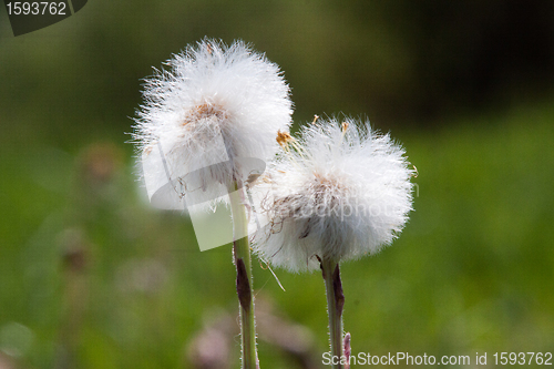 Image of Dandelions