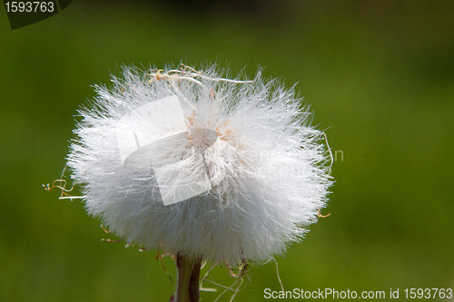 Image of Dandelions