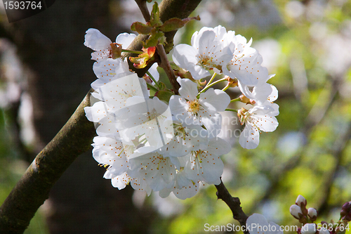 Image of Cherry Blossom