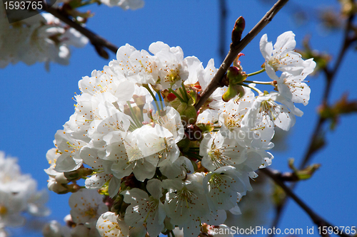 Image of Cherry Blossom