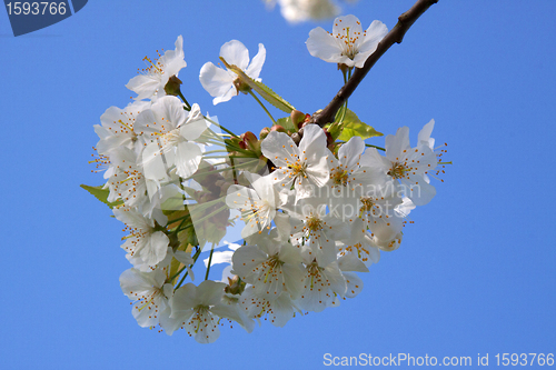 Image of Cherry Blossom