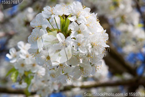 Image of Cherry Blossom