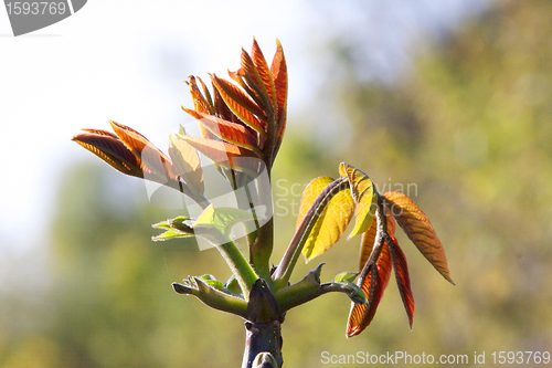 Image of Spring