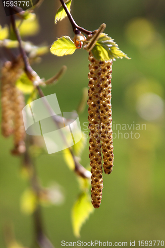 Image of Birch