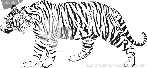 Image of Tiger - Black and white vector illustration 