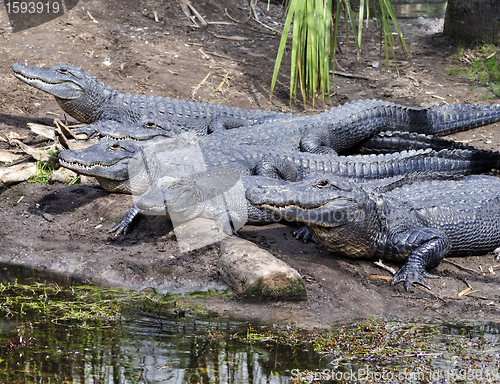 Image of Alligators