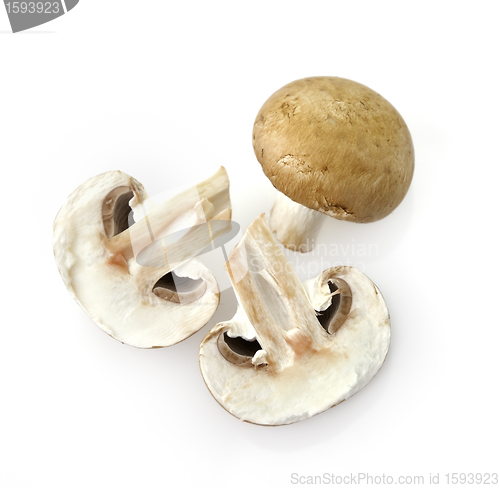 Image of Mushrooms