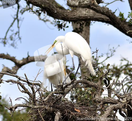 Image of Great Egrets